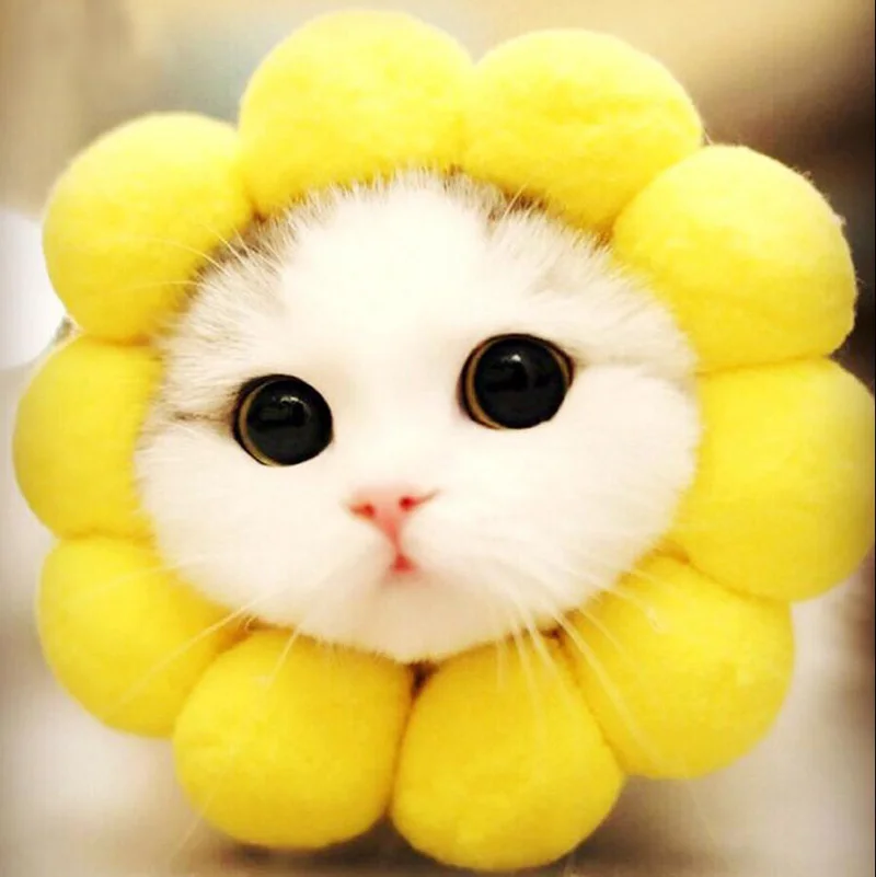 JU Cosplay Dog Cat Pet Flower Headgear Hat Costume Puppy Kitten Headdress Elizabeth Circle Head Wear Products Accessories
JU Cosplay Dog Cat Pet Flower Headgear Hat Costume Puppy Kitten Headdress Elizabeth Circle Head Wear Products Accessories
