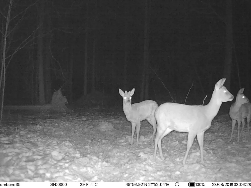 Wildkamera Jagdkamera//Solarladegerät 1080P 12MP Überwachungskamera IR Nachtsicht