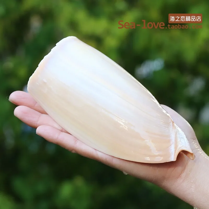 Natural Snail Conch Shell Ladybird Snail Household Decoration Aquarium Decoration Landscape Craft Micro-landscape Creative Gifts
Natural Snail Conch Shell Ladybird Snail Household Decoration Aquarium Decoration Landscape Craft Micro-landscape Creative Gifts