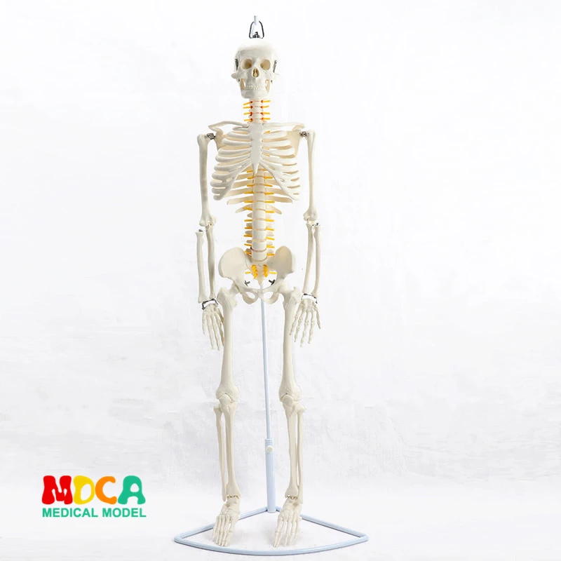 85CM Hanging type human. skeleton spinal nerve model medical Yoga Fitness learning bone model MGG202
85CM Hanging type human. skeleton spinal nerve model medical Yoga Fitness learning bone model MGG202