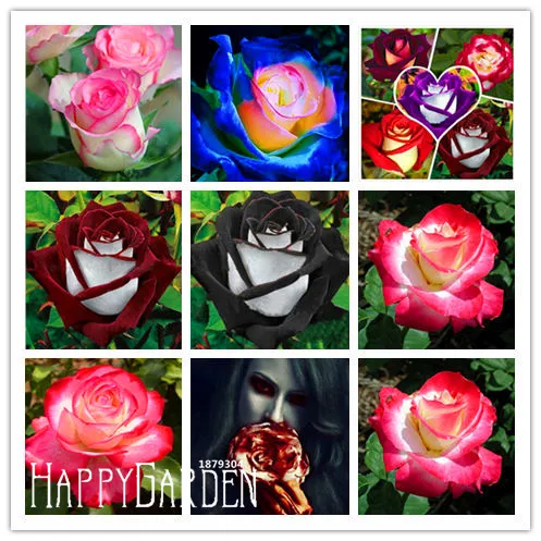 Big Promotion!White Heart Pink Side Rose bonsai 24 Colors Plants Potted Rose Rare Flower garden Balcony 100 PCS/Bag,#0K0F31
Big Promotion!White Heart Pink Side Rose bonsai 24 Colors Plants Potted Rose Rare Flower garden Balcony 100 PCS/Bag,#0K0F31