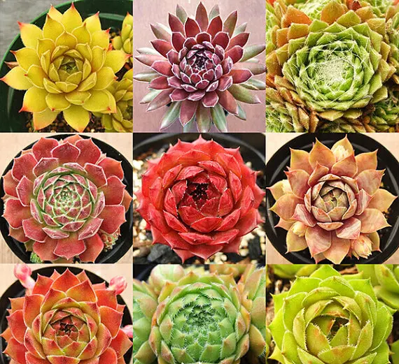 ZLKING 200PCS Rare Sempervivum Mix Succulent Bonsai New Home Garden Plant Balcony and Garden Decoration Plantas Naturais
ZLKING 200PCS Rare Sempervivum Mix Succulent Bonsai New Home Garden Plant Balcony and Garden Decoration Plantas Naturais