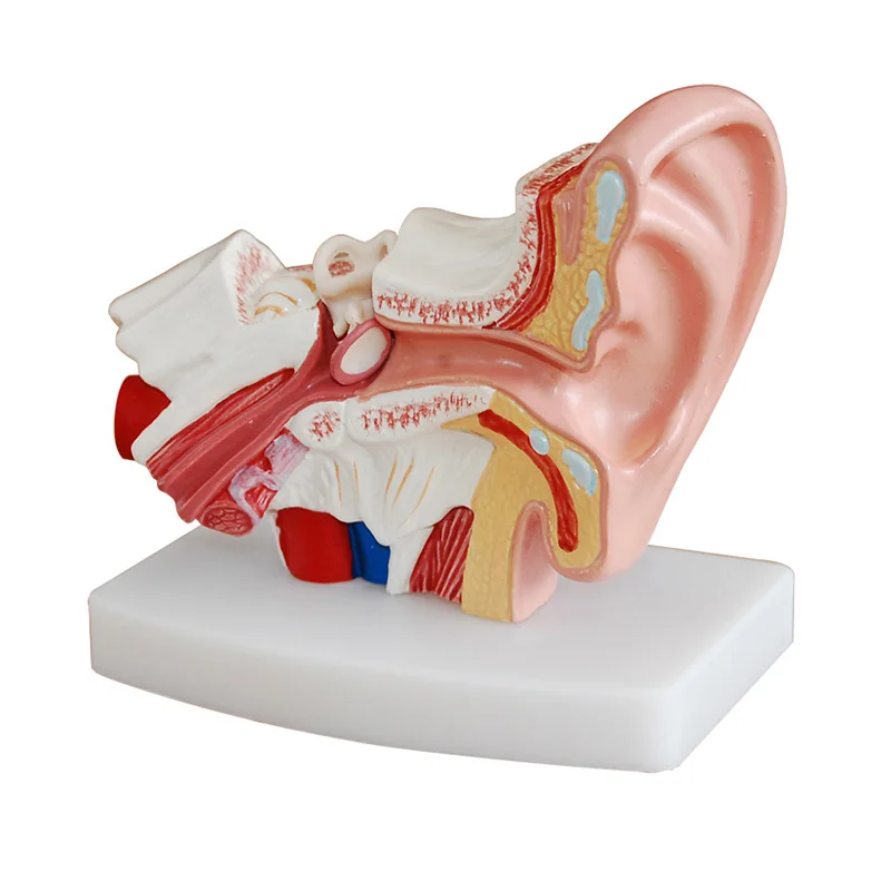 1pcs Ear Anatomical Model for Hearing Aid Clinics 1.5X Enlarged Human Ear Anatomy Model
1pcs Ear Anatomical Model for Hearing Aid Clinics 1.5X Enlarged Human Ear Anatomy Model