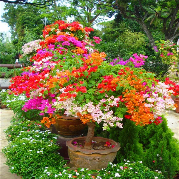 100pcs Color Bougainvillea Balcony potted,yard bonsai flower plant immensely showy, floriferous hardy plant Free shipping
100pcs Color Bougainvillea Balcony potted,yard bonsai flower plant immensely showy, floriferous hardy plant Free shipping