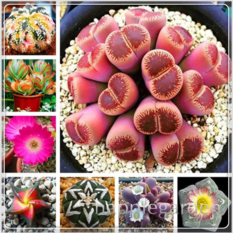 100pcs Mixed color rare succulent plant Succulent Cactus flores Lithops Pseudotruncatella plantas bonsai plant for home garden
100pcs Mixed color rare succulent plant Succulent Cactus flores Lithops Pseudotruncatella plantas bonsai plant for home garden