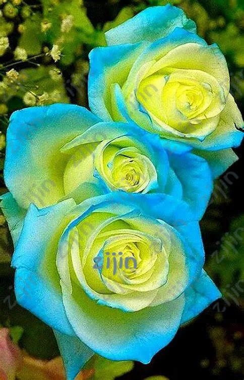 100pcs/lot blue Rose bonsai ,beautiful stripe rose bush plant ,DIY Home Garden Flower decoration
100pcs/lot blue Rose bonsai ,beautiful stripe rose bush plant ,DIY Home Garden Flower decoration