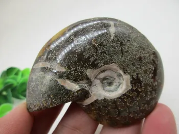 AAA Natural Colorful Ammonite Fossil Specimen Shell Mineral Healing Crystal Specimens Healing Home Decorations Furnishing 
AAA Natural Colorful Ammonite Fossil Specimen Shell Mineral Healing Crystal Specimens Healing Home Decorations Furnishing