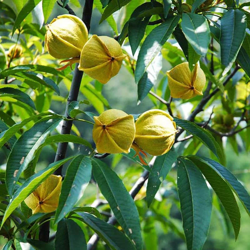 

ZLKING 1 Pcs Pecan Nut Walnut Bonsai Tree Fruit Of Perennial Garden Food Organic Exotic Plant Species