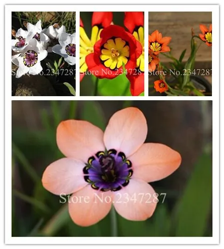 100 Pcs Rose Tricolor Sparaxis Flowers For Garden Home Semillas de Flores Blue Pink White Orange Rose Free Shipping
100 Pcs Rose Tricolor Sparaxis Flowers For Garden Home Semillas de Flores Blue Pink White Orange Rose Free Shipping