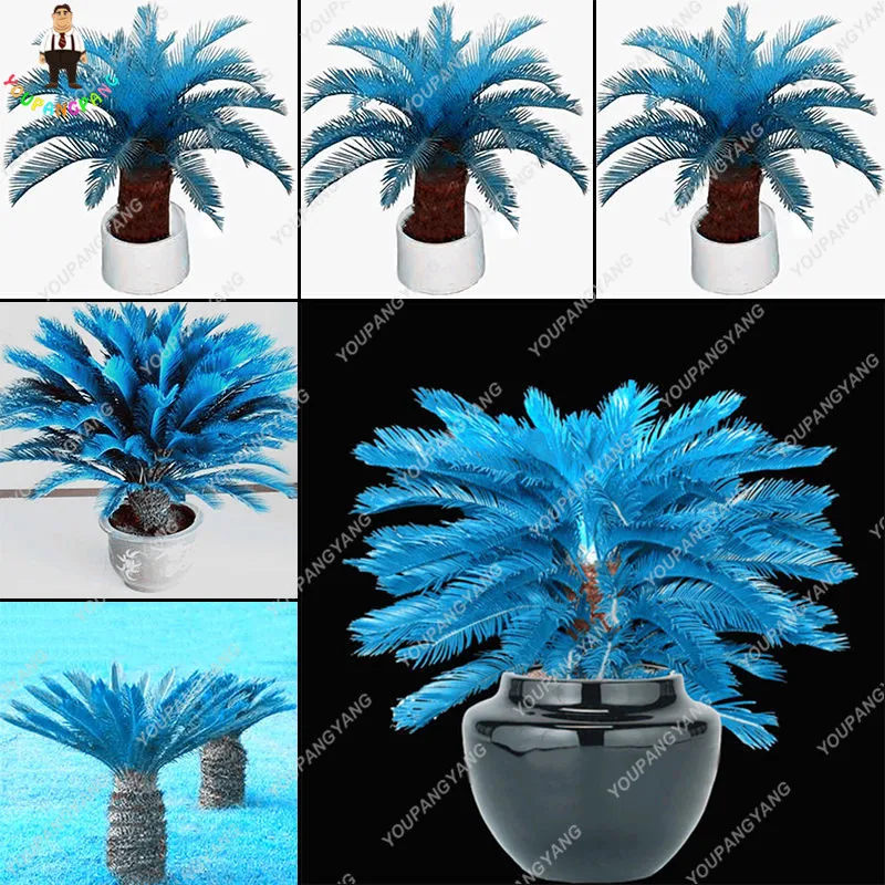 100pcs Blue Cycas Plantas, Mini Sago Palm Tree Plantas.bonsai Flower Budding Rate 97% Rare Room Potted Plant For Home Garden
100pcs Blue Cycas Plantas, Mini Sago Palm Tree Plantas.bonsai Flower Budding Rate 97% Rare Room Potted Plant For Home Garden