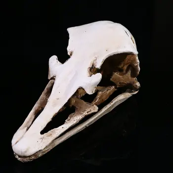 High-precision Simulation 1:1 Wild Ostrich Skull Model Resin Ostrich Skull Replica Head Model Skeleton Collection Home Bar Decor
High-precision Simulation 1:1 Wild Ostrich Skull Model Resin Ostrich Skull Replica Head Model Skeleton Collection Home Bar Decor