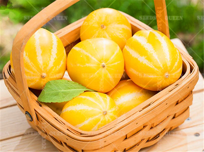 30pcs Rare Chinese Muskmelon Bonsai Yellow Sweet Hami Melon Fruit Edible Planting For Spring Farm Supplies 95% Germination Rate
30pcs Rare Chinese Muskmelon Bonsai Yellow Sweet Hami Melon Fruit Edible Planting For Spring Farm Supplies 95% Germination Rate