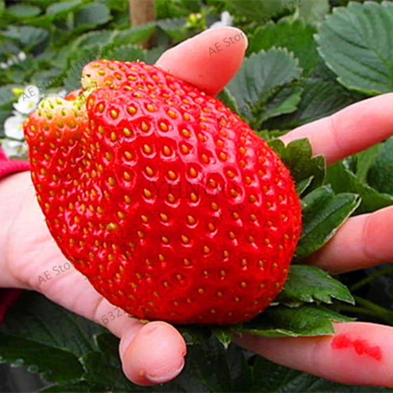Big Promotion!300pcs Strawberry bonsai 2018 new red giant Climbing Strawberry Fruit Plant flores for Home Garden planting,#48QNO
Big Promotion!300pcs Strawberry bonsai 2018 new red giant Climbing Strawberry Fruit Plant flores for Home Garden planting,#48QNO