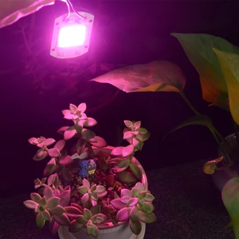 1pcs Hydroponice AC 20w 30w 50w cob led grow light chip full spectrum 380nm-840nm for Indoor Plant Seedling Grow and Flower
1pcs Hydroponice AC 20w 30w 50w cob led grow light chip full spectrum 380nm-840nm for Indoor Plant Seedling Grow and Flower
