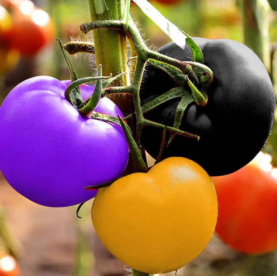 500 pcs Tomato bonsai Rare Rainbow tomato plant Bonsai Organic Vegetable fruit plant Potted plant for Home & Garden Easy to Grow
500 pcs Tomato bonsai Rare Rainbow tomato plant Bonsai Organic Vegetable fruit plant Potted plant for Home & Garden Easy to Grow