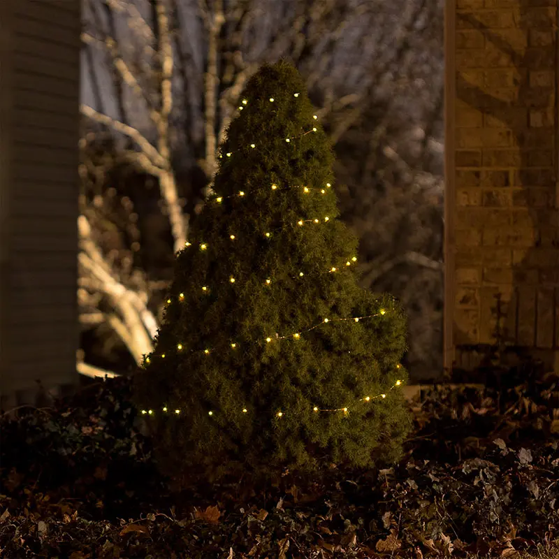 sfl-ww10c-sp-wrapped-around-tree