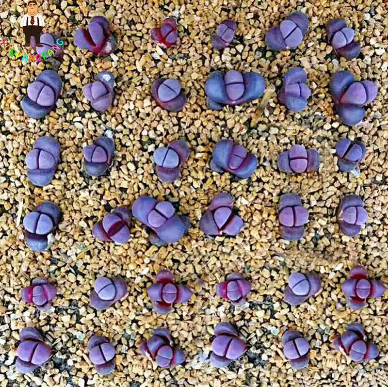 100pcs/pack Mix Living Stone plants Lithops Succulent Bonsai Plants plants For Balcony Home & Garden Flower Pots Planters
100pcs/pack Mix Living Stone plants Lithops Succulent Bonsai Plants plants For Balcony Home & Garden Flower Pots Planters