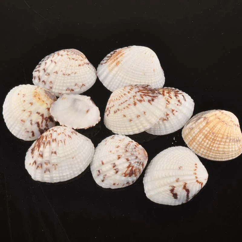 25-32mm No hole Natural sector Shell Seashells decorative for DIY Scrapbook craft Glass bottle 10pcs TR0127
25-32mm No hole Natural sector Shell Seashells decorative for DIY Scrapbook craft Glass bottle 10pcs TR0127