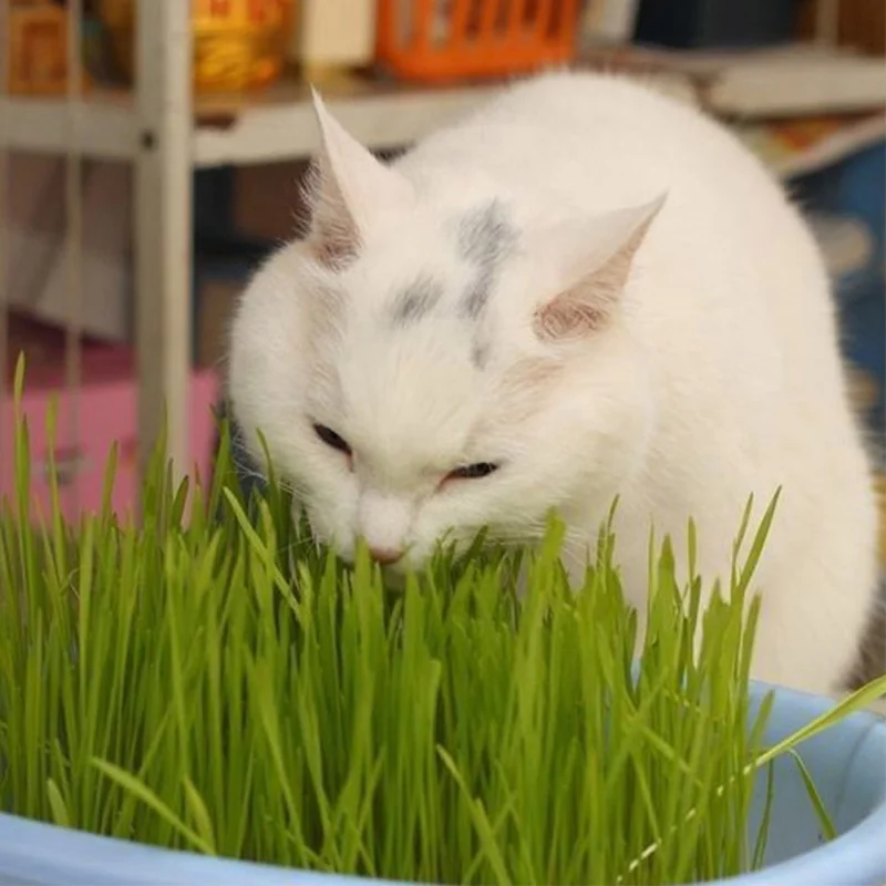 Cat Grass Plant Herb Edible Lemongrass Kitchen Vegetable Bonsai Medicinal Use Graines Legumes Potager DIY Home Garden
Cat Grass Plant Herb Edible Lemongrass Kitchen Vegetable Bonsai Medicinal Use Graines Legumes Potager DIY Home Garden