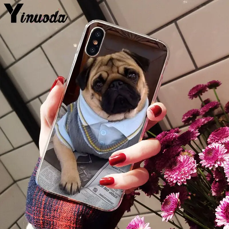 Cute pug dog