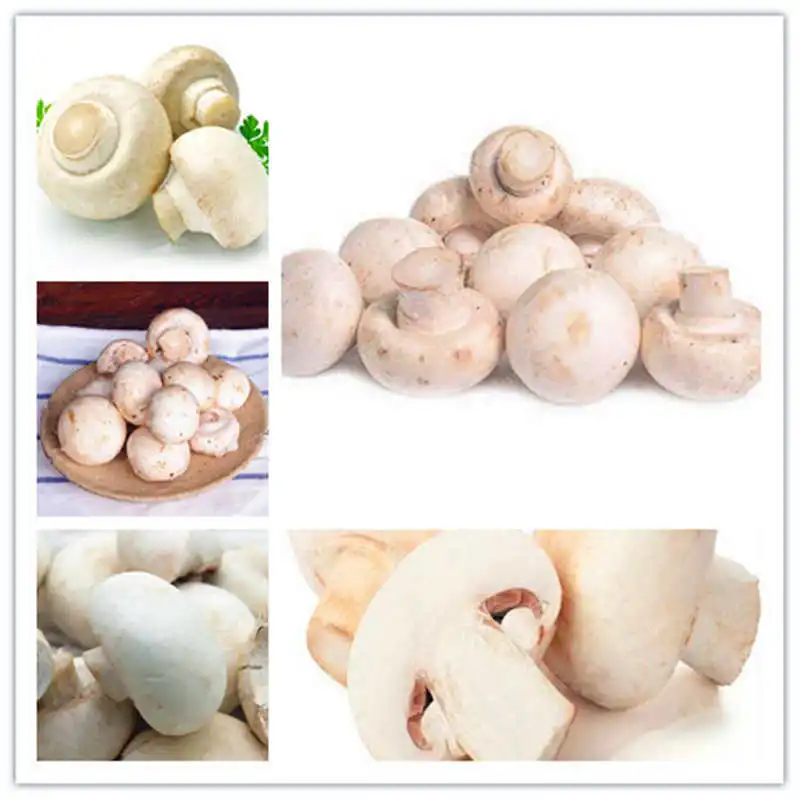 200 Pcs Delicious White Mushroom bonsai Green Vegetables Bonsai plant Very Easy To Grow
200 Pcs Delicious White Mushroom bonsai Green Vegetables Bonsai plant Very Easy To Grow