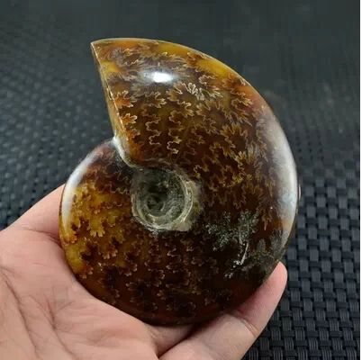 AA++ AMMONITE PRETTY NAUTILUS MADAGASCAR FOSSIL SPECIMEN HEALING40g--50g free shipping
AA++ AMMONITE PRETTY NAUTILUS MADAGASCAR FOSSIL SPECIMEN HEALING40g--50g free shipping
