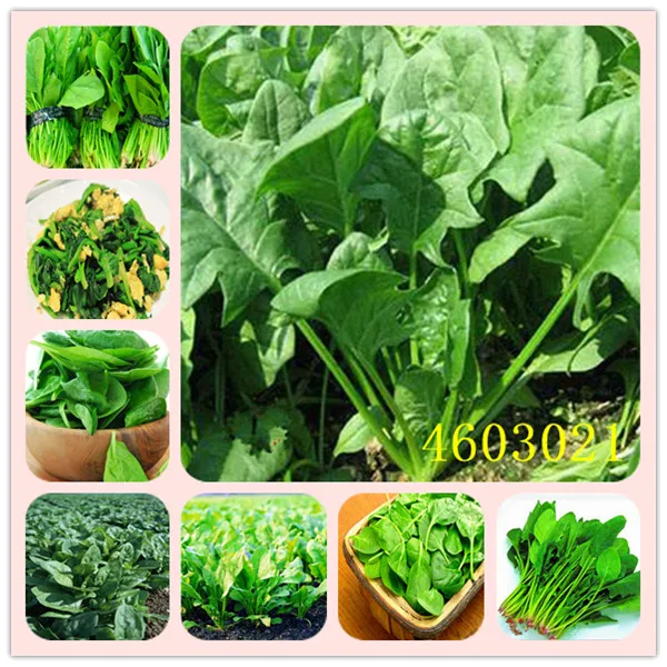 2019New Aquarius Courtyard Annual Mini Garden Mini Poseidon Cold Spinach bonsai - Vegetable Direct Favorably 100pcs
2019New Aquarius Courtyard Annual Mini Garden Mini Poseidon Cold Spinach bonsai - Vegetable Direct Favorably 100pcs