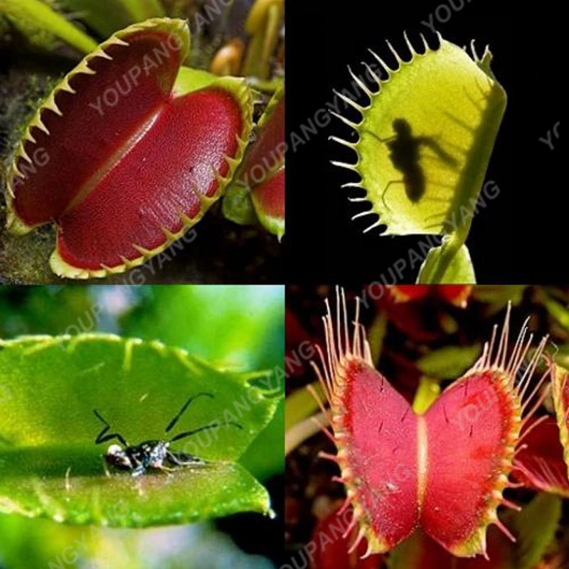 100pcs Elegant Lavender Flytrap plants Potted Bonsai Carnivorous plants Home Garden Balcony Plants Hot Sale
100pcs Elegant Lavender Flytrap plants Potted Bonsai Carnivorous plants Home Garden Balcony Plants Hot Sale