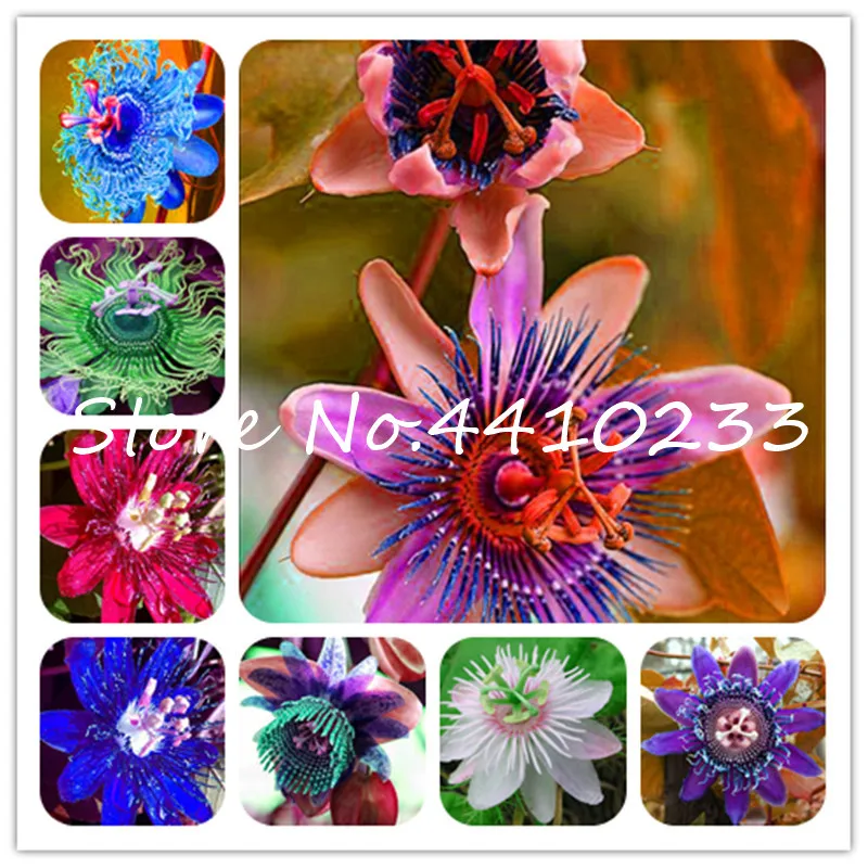20 Pcs Bonsai Passion Flower ,Passiflora Incarnata Certified Pure Live ,Tropical Flower True Native Potted Plant For Home Garden
20 Pcs Bonsai Passion Flower ,Passiflora Incarnata Certified Pure Live ,Tropical Flower True Native Potted Plant For Home Garden