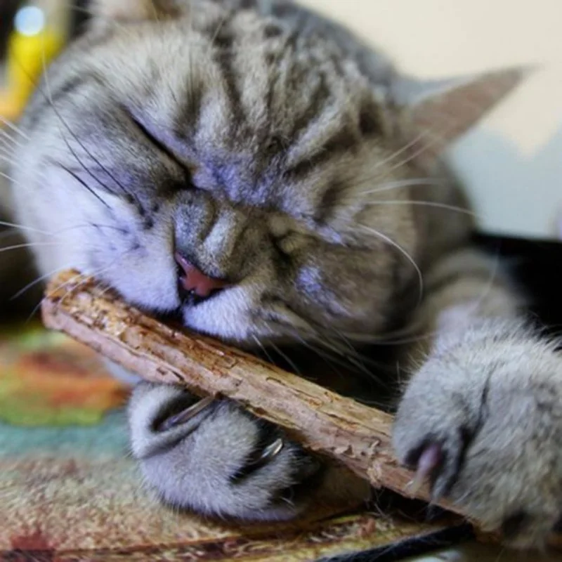 Cat Cleaning Teeth Natural Catnip Pet Cat Molar Toothpaste Stick Matatabi Actinidia Fruit Silvervine Cat Snacks Sticks 15/20pcs
Cat Cleaning Teeth Natural Catnip Pet Cat Molar Toothpaste Stick Matatabi Actinidia Fruit Silvervine Cat Snacks Sticks 15/20pcs