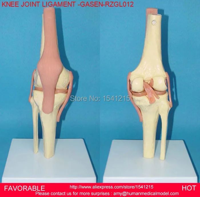 KNEE JOINT MODEL,THE HUMAN SKELETON MODEL,ARTHROPATHY OF THE KNEE JOINT MODEL,MEDICAL ANATOMICAL MODEL,KNEE JOINT GASEN-RZGL012
KNEE JOINT MODEL,THE HUMAN SKELETON MODEL,ARTHROPATHY OF THE KNEE JOINT MODEL,MEDICAL ANATOMICAL MODEL,KNEE JOINT GASEN-RZGL012