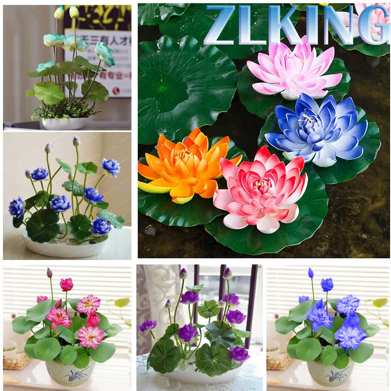 ZLKING Bonsai Flower 10 Pcs Lotus Flower for Summer 100% real Water Lily Bowl Lotus Pots Bonsai Garden Hydroponic Aquatic Plants
ZLKING Bonsai Flower 10 Pcs Lotus Flower for Summer 100% real Water Lily Bowl Lotus Pots Bonsai Garden Hydroponic Aquatic Plants