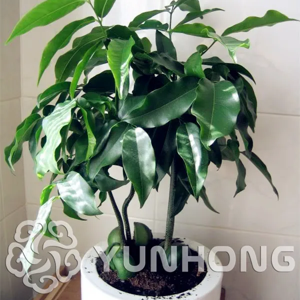 Hot Selling 5pcs Green ingot Bonsai Foliage Plants Good Appearance Annual plant Potted Landscape Home Garden Drop Shipping
Hot Selling 5pcs Green ingot Bonsai Foliage Plants Good Appearance Annual plant Potted Landscape Home Garden Drop Shipping