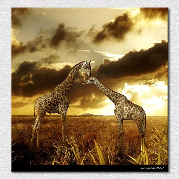 Quality Canvas prints Art painting of giraffe from Africa animals photos to hang on living room wall free shipping
Quality Canvas prints Art painting of giraffe from Africa animals photos to hang on living room wall free shipping