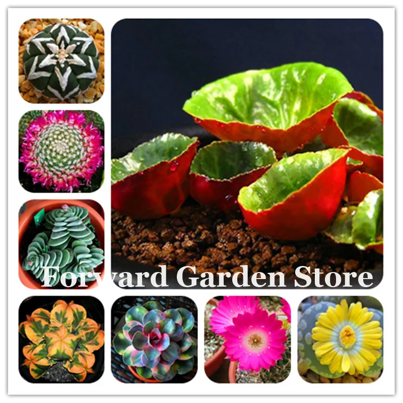 50 Pcs Real Succulent Bonsai, Perennial Angiosperm Plants Flower Bonsai Pseudotruncatella Living Stone Lithops Easy Grow In Pots
50 Pcs Real Succulent Bonsai, Perennial Angiosperm Plants Flower Bonsai Pseudotruncatella Living Stone Lithops Easy Grow In Pots