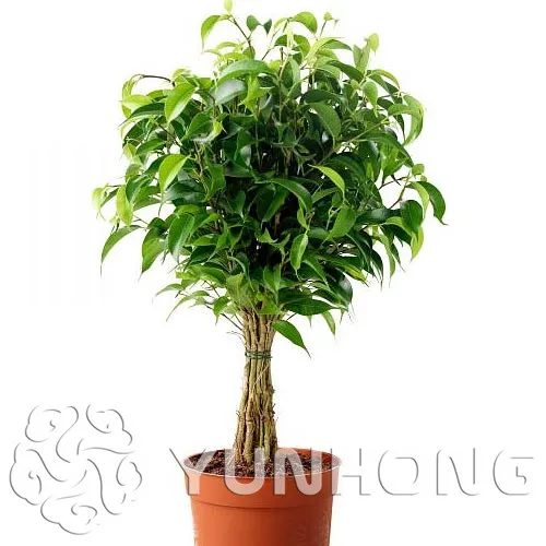 Hot Sale! Emerald Pine Bonsai Tree Plant Japanese Pine Tree Potted Bonsai Woody Plant High Germination Rate 50pcs
Hot Sale! Emerald Pine Bonsai Tree Plant Japanese Pine Tree Potted Bonsai Woody Plant High Germination Rate 50pcs