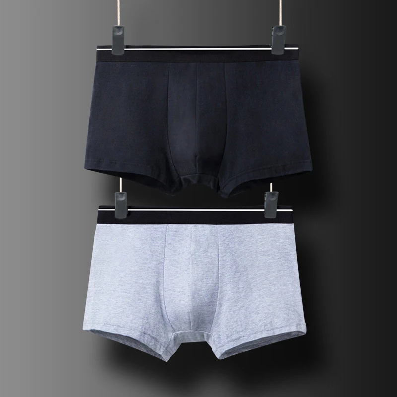 boxer (5)