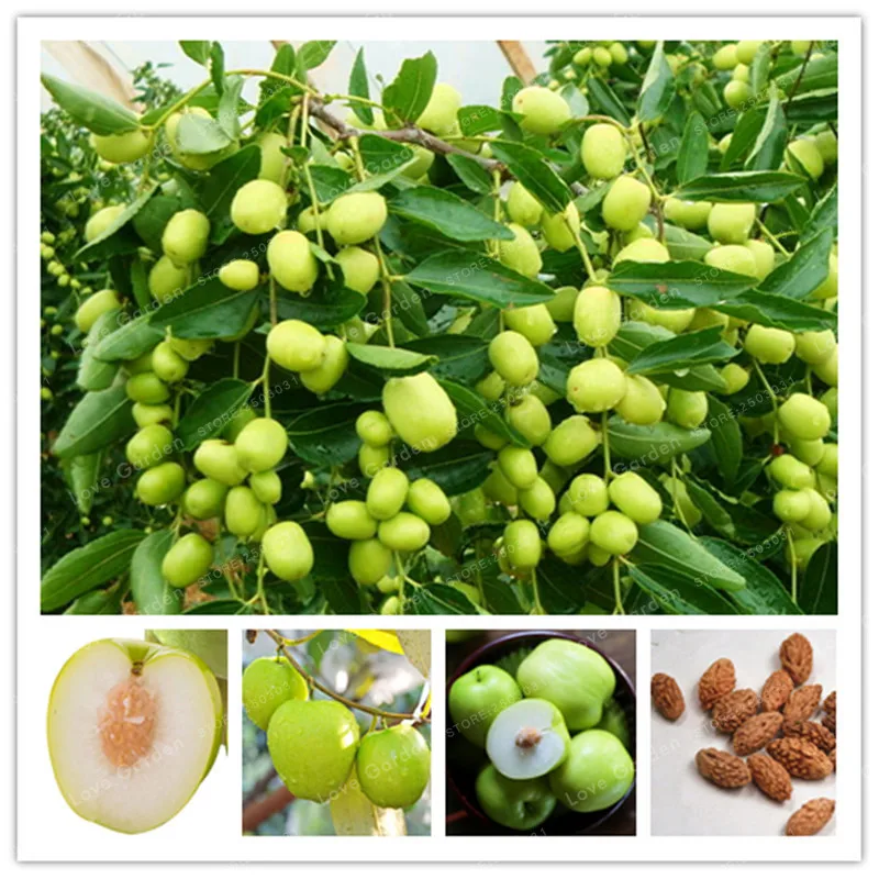 Hot Selling Jujube Bonsai Chinese Taiwan Big Jujube Bonsai Fruit Tree Bonsai Rare Tropical Fruit plant 10 Pcs DIY Home Garden
Hot Selling Jujube Bonsai Chinese Taiwan Big Jujube Bonsai Fruit Tree Bonsai Rare Tropical Fruit plant 10 Pcs DIY Home Garden