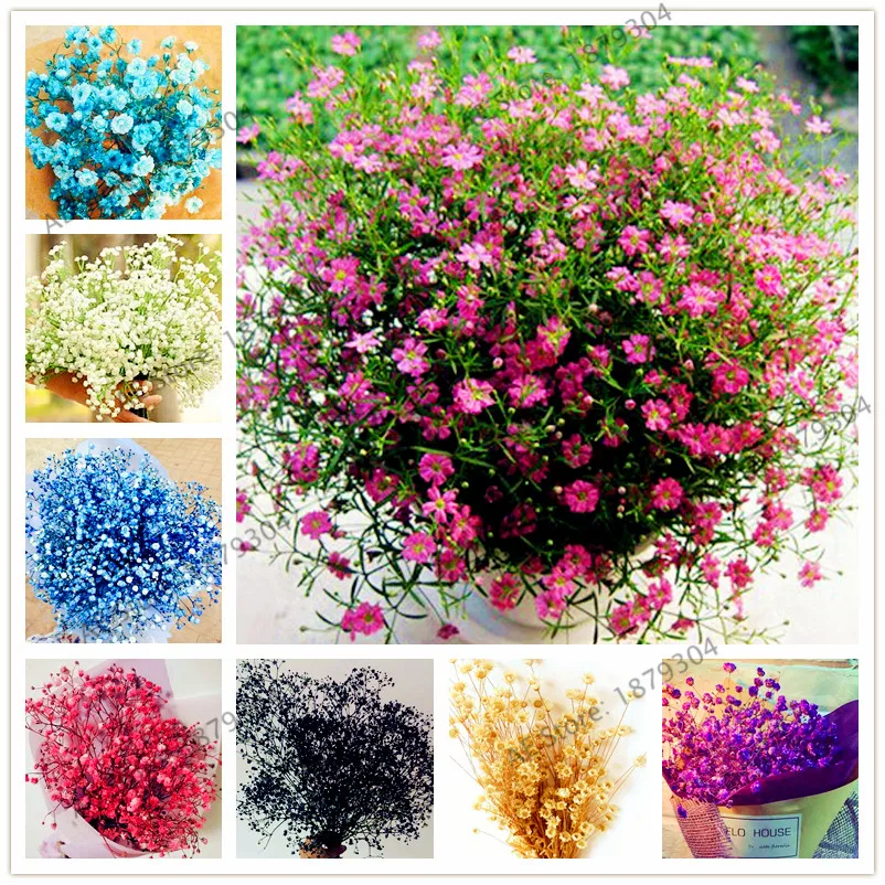 100pcs/bag Gypsophila paniculata flores, perennial bonsai plant for home and garden,Easy Growing Beautiful Simple Flower
100pcs/bag Gypsophila paniculata flores, perennial bonsai plant for home and garden,Easy Growing Beautiful Simple Flower