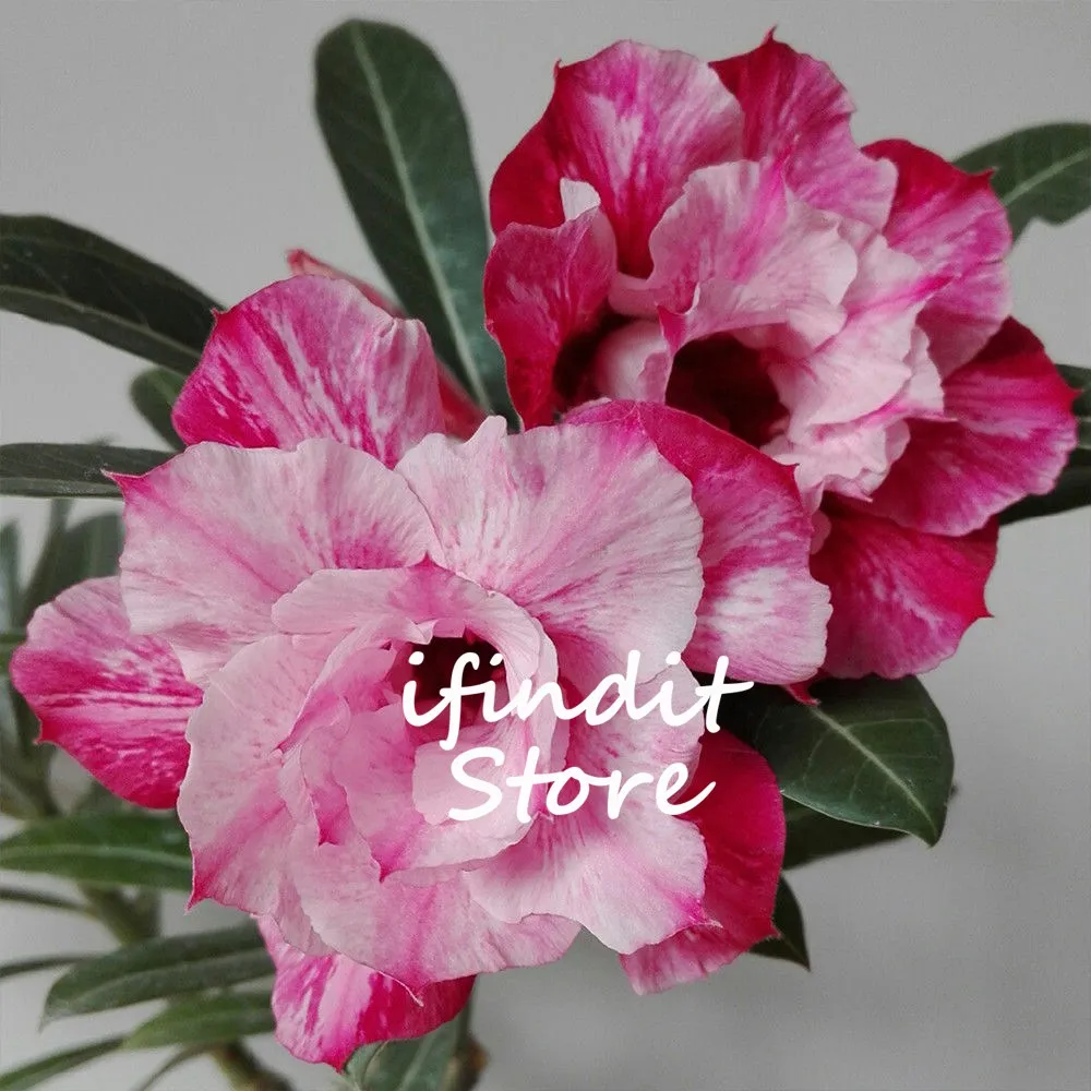 2pcs Genuine Multicolor Desert Rose Perennial Flower Bonsai Indoor Potted Plant Adenium Obesum Bonsai for Garden Indoor Planting
2pcs Genuine Multicolor Desert Rose Perennial Flower Bonsai Indoor Potted Plant Adenium Obesum Bonsai for Garden Indoor Planting