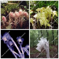 Colorful-Monotropa-uniflora-Seeds-Rare-Flower-Seeds-Garden-Ornamental-Plants-Mini-Bonsai-Seeds-DIY-Gardening-Planting.jpg_200x200