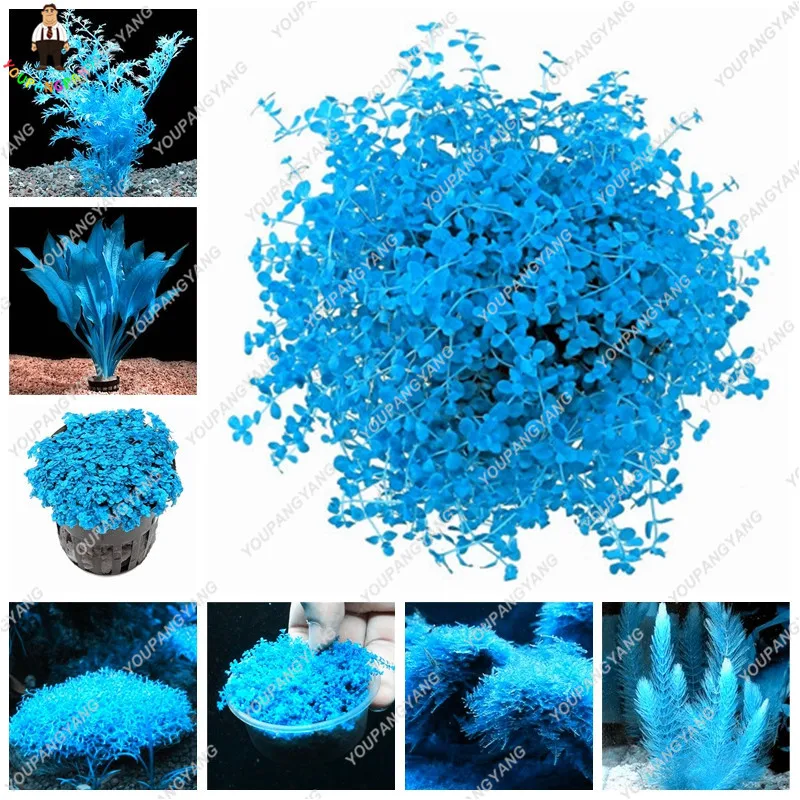 200 pcs/bag Blue aquarium plants bonsai Mini Dwarf Pearl Plants Aquarium Grass bonsai Fish Tank Ornamental Aquatic Water Grass P
200 pcs/bag Blue aquarium plants bonsai Mini Dwarf Pearl Plants Aquarium Grass bonsai Fish Tank Ornamental Aquatic Water Grass P