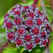 Promotion! Hot sale Hydrangea 20PCS Mixed Hydrangea Flowers Garden Plant Bonsai Viburnum macrocephalum Fort
Promotion! Hot sale Hydrangea 20PCS Mixed Hydrangea Flowers Garden Plant Bonsai Viburnum macrocephalum Fort