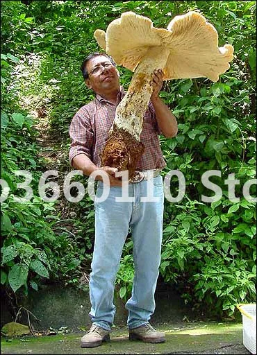 Big Sale 100 Pcs Delicious Giant Mushroom bonsai Green Vegetables Bonsai plant Very Easy To Grow For Home Garden planting
Big Sale 100 Pcs Delicious Giant Mushroom bonsai Green Vegetables Bonsai plant Very Easy To Grow For Home Garden planting