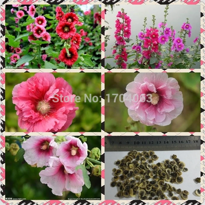 100 Pcs New Double Hollyhock Flower Mixed Perennial Garden Rare Bonsai Althaea Rosea Flower Plant Easy to Grow
100 Pcs New Double Hollyhock Flower Mixed Perennial Garden Rare Bonsai Althaea Rosea Flower Plant Easy to Grow