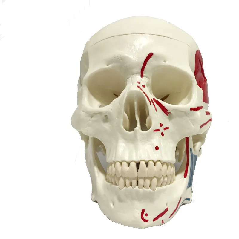 Medical Adult Realistic Skull Model Color Skull Skeleton Teaching Tool Removable Dental Appliances Medical Demonstration Props
Medical Adult Realistic Skull Model Color Skull Skeleton Teaching Tool Removable Dental Appliances Medical Demonstration Props