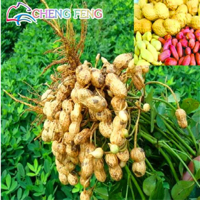 2016 10pcs Rare Big Red Mix Color Peanut plants Groundnut Bonsai Cherry Tomato Vegetables plants Organic Fruit Plant Home Garden
2016 10pcs Rare Big Red Mix Color Peanut plants Groundnut Bonsai Cherry Tomato Vegetables plants Organic Fruit Plant Home Garden