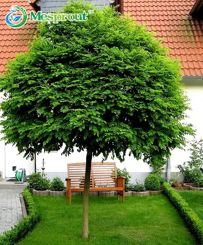 Bonsai Bonsai 10pcs Common Ash - Fraxinus Excelsior Bonsai Tree Grove - DIY Home Gardening! Very Easy To Grow!
Bonsai Bonsai 10pcs Common Ash - Fraxinus Excelsior Bonsai Tree Grove - DIY Home Gardening! Very Easy To Grow!