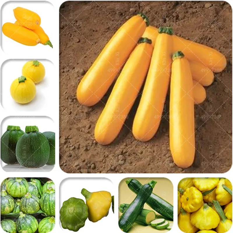 Freshly Picked Zucchini Plant Bonsai Easy Grow Good Taste Home Bonsai Balcony Organic Vegetables Bonsai DIY Potted Plant 20 Pcs
Freshly Picked Zucchini Plant Bonsai Easy Grow Good Taste Home Bonsai Balcony Organic Vegetables Bonsai DIY Potted Plant 20 Pcs