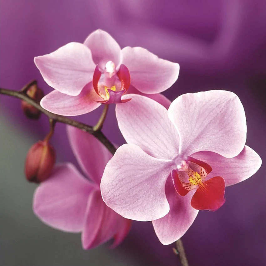 Christmas DIY Diamond Painting ORCHID Diamond Cross Stitch Crystal Square Diamond Sets Unfinished Full Diamond Embroidery
Christmas DIY Diamond Painting ORCHID Diamond Cross Stitch Crystal Square Diamond Sets Unfinished Full Diamond Embroidery